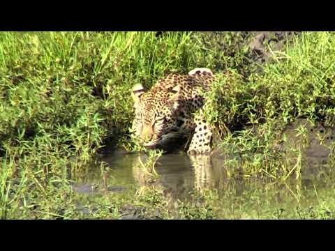Djuma: Leopard - Thamba male comes for drink in PM - 03/10/18
