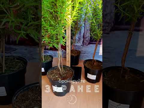 фото розмарин на штамбе в горшке  0