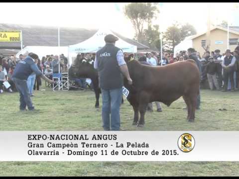 11-10-15 Jura de Terneros - Exposicion Nacional Angus - Olavarria.