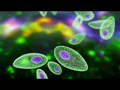 protozoaires paraziták bélben