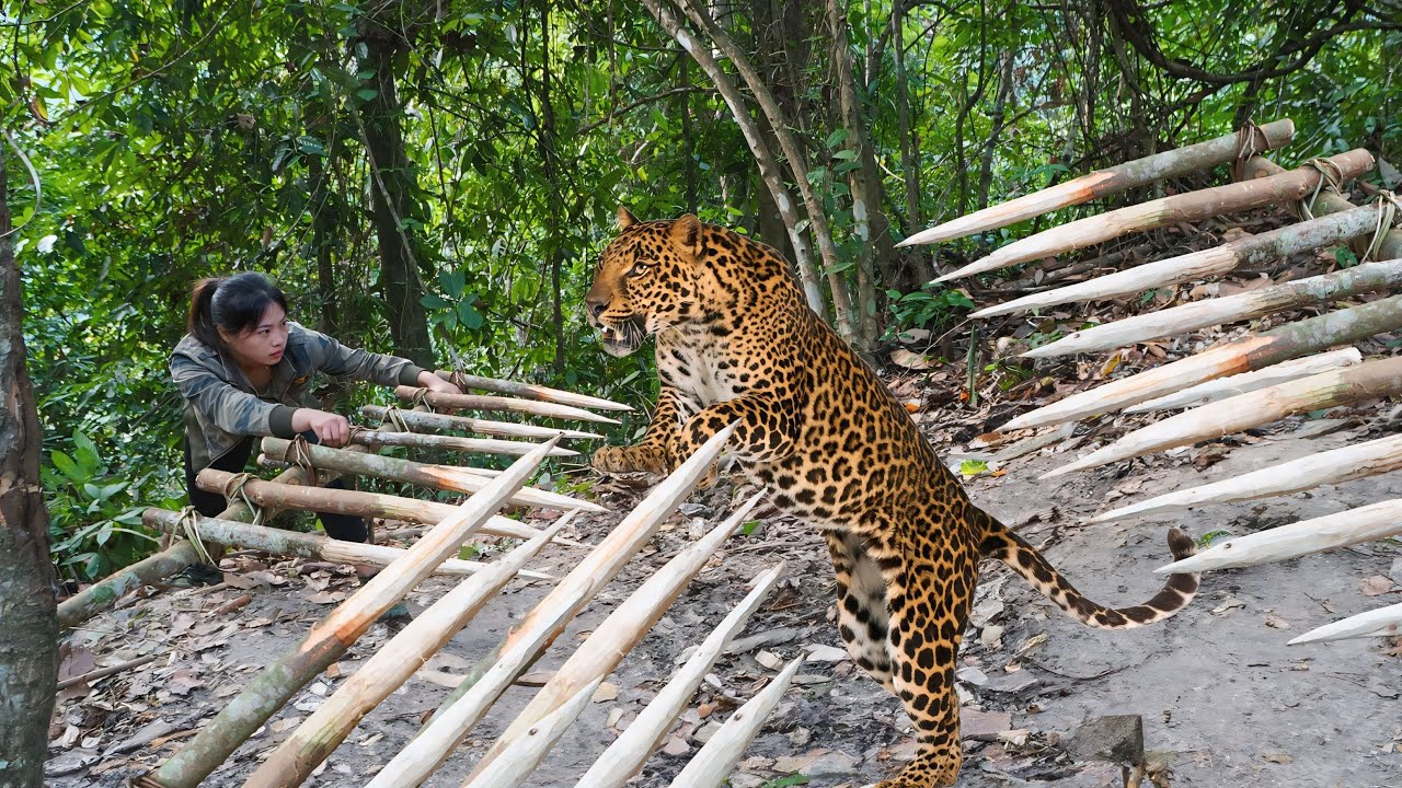 robbed of prey in the wild, immediately set traps to catch dangerous wild animals, survival alone