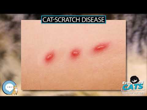Cat scratch disease 🐱🦁🐯 EVERYTHING CATS 🐯🦁🐱
