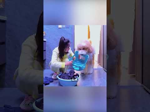 Depuis l'arrivée d'un autre chien à la maison, Molly est délaissée. #animaux #animauxdecompagnie