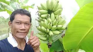โคกหนองนา 3 ไร่ กล้วยไข่ผลเต่งตึงใกล้จะได้เก็บแล้ว เครือนี้มีคนจอง (แม่บ้าน)