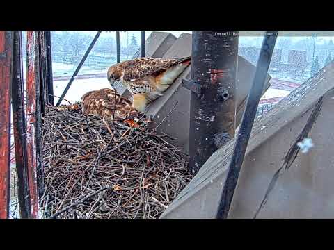 Arthur Takes Over Incubation Duties From A Reluctant Big Red At Cornell Hawks Nest – March 23, 2020