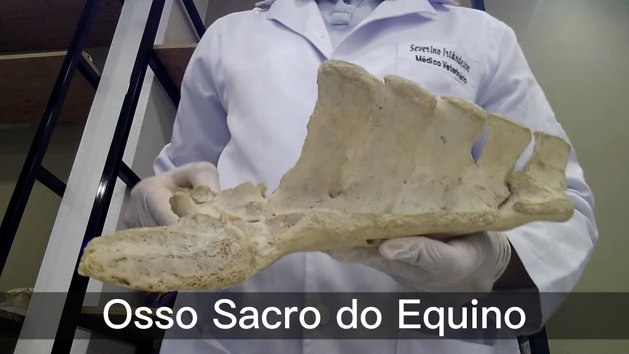 Osso Sacro do Equino