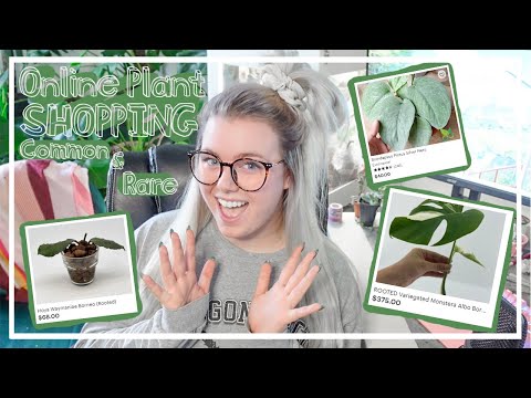Online Houseplant Shopping For Common & Rare Plants!