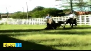 El Araucano Lyrics English Translation