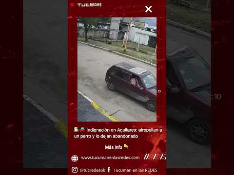 🐶🚗 Indignación en Aguilares: atropellan a un perro y lo dejan abandonado
