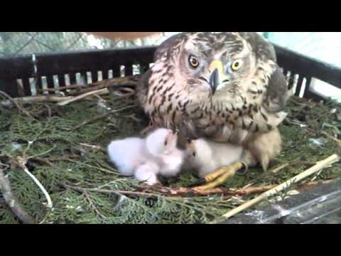 Jastreb LIPOVICA / Hawk timelapse