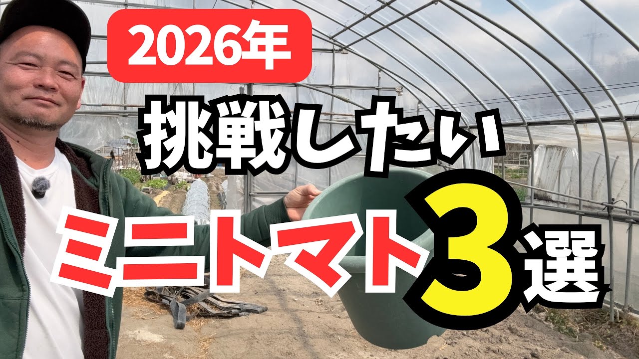 「2026年挑戦したい」ミニトマト3選