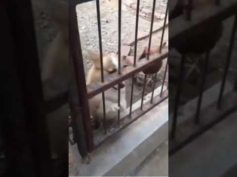 Chicken VS Dog Fight Funny Dog Fight Videos #Short