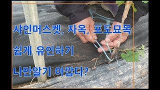 포도 나무 묘목 쉽게 유인하기(나만아는 방법 공유하기)