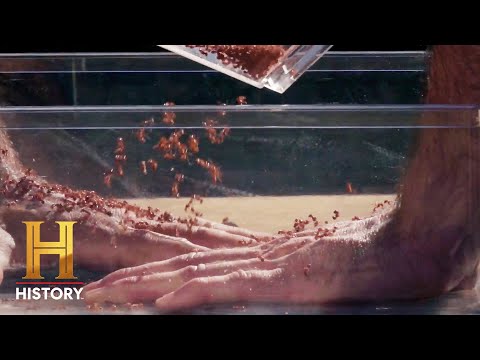 FIRE ANTS WON'T STOP STINGING | Kings of Pain (Season 2) | History