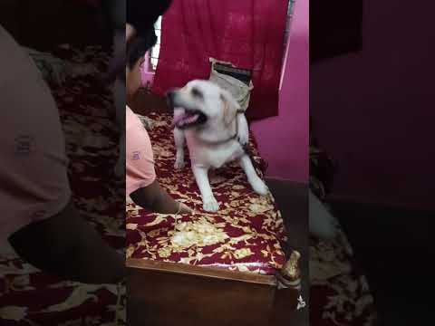 saharsh taking shakehand#cute timmon#trending #ytshorts #