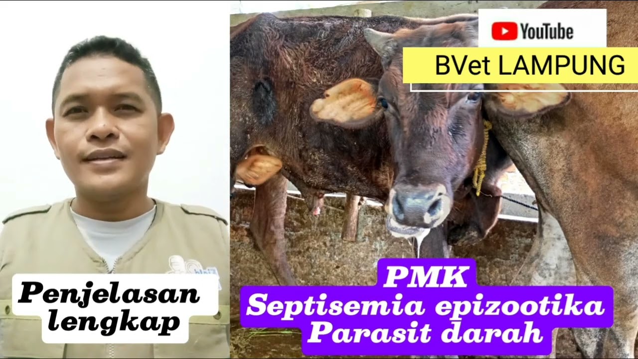 Penjelasan Lengkap tentang PMK, Septisemia epizootika, dan Parasit Darah