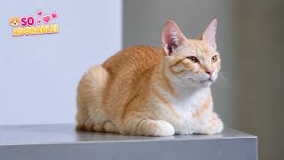 🐱 Cozy Cat Vibes | Peaceful & Adorable Kitty Moments