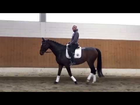 Holsteiner Stute v. Contendro *2009