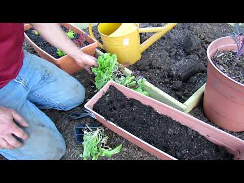 , title : 'Grow as I Grow Ep-3: 3 Keys to Planting Radishes & Planting Lettuce in Containers & the Ground'
