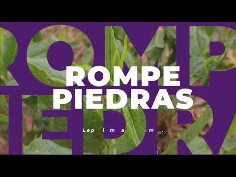 ¿Conoces el rompepiedras?