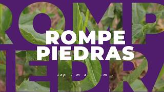 ¿Conoces el rompepiedras