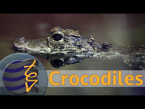 Crocodile Chronicles - Unveiling the Ancient Predators