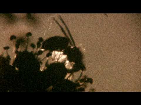 Avro Pärt: 'O'Adonai' - Wasps on ivy - 1977 expired Kodak Ektachrome 160G Super 8