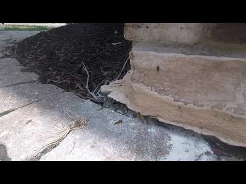 Yellowjackets Sting Surprised Homeowner in Middletown, NJ