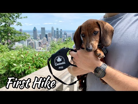 Mini dachshund puppy's first hike