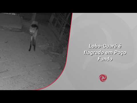 Lobo-Guará é flagrado em Poço Fundo