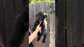 Video preview image #1 Mutt Puppy For Sale in Corona, CA, USA