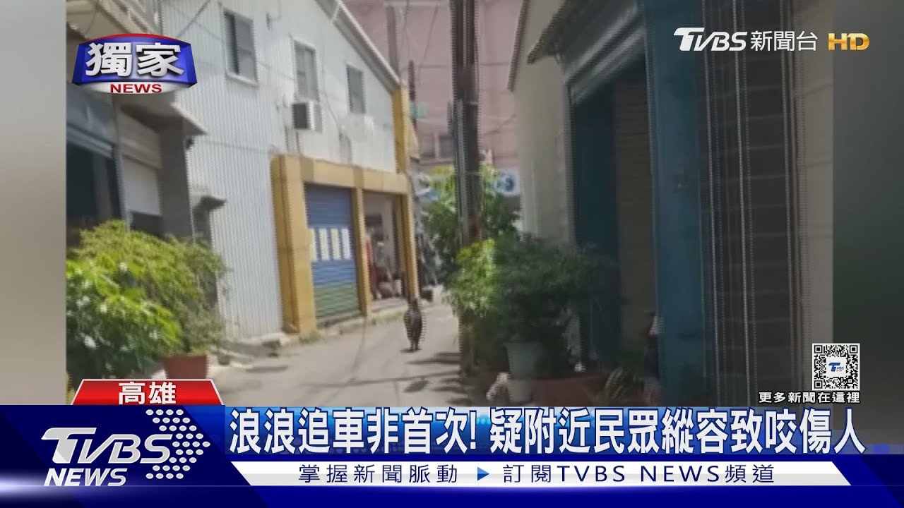 沒主人卻縱容餵養! 2浪浪咬傷女童沒人理家長怒通報圍捕