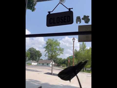 Alocasia Dragonscale Care