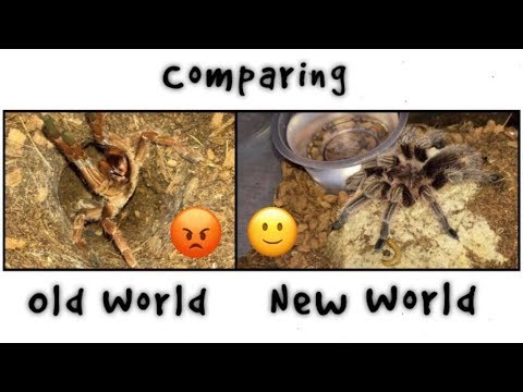 OLD WORLD vs NEW WORLD tarantulas !!! Q&A