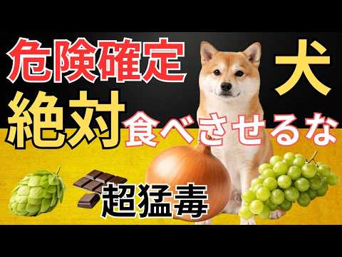 【絶対NG！】犬に絶対与えてはいけない危険な食べ物トップ20とその理由