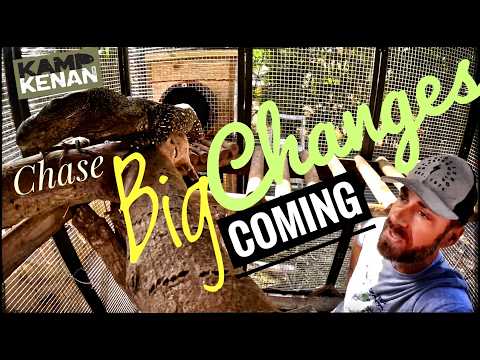 Chase and Lulu our new Croc Monitor pair!