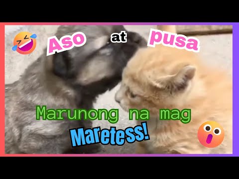Funny Animal Compilation Videos! |Must Watch| Charlyn Neri Vlogs
