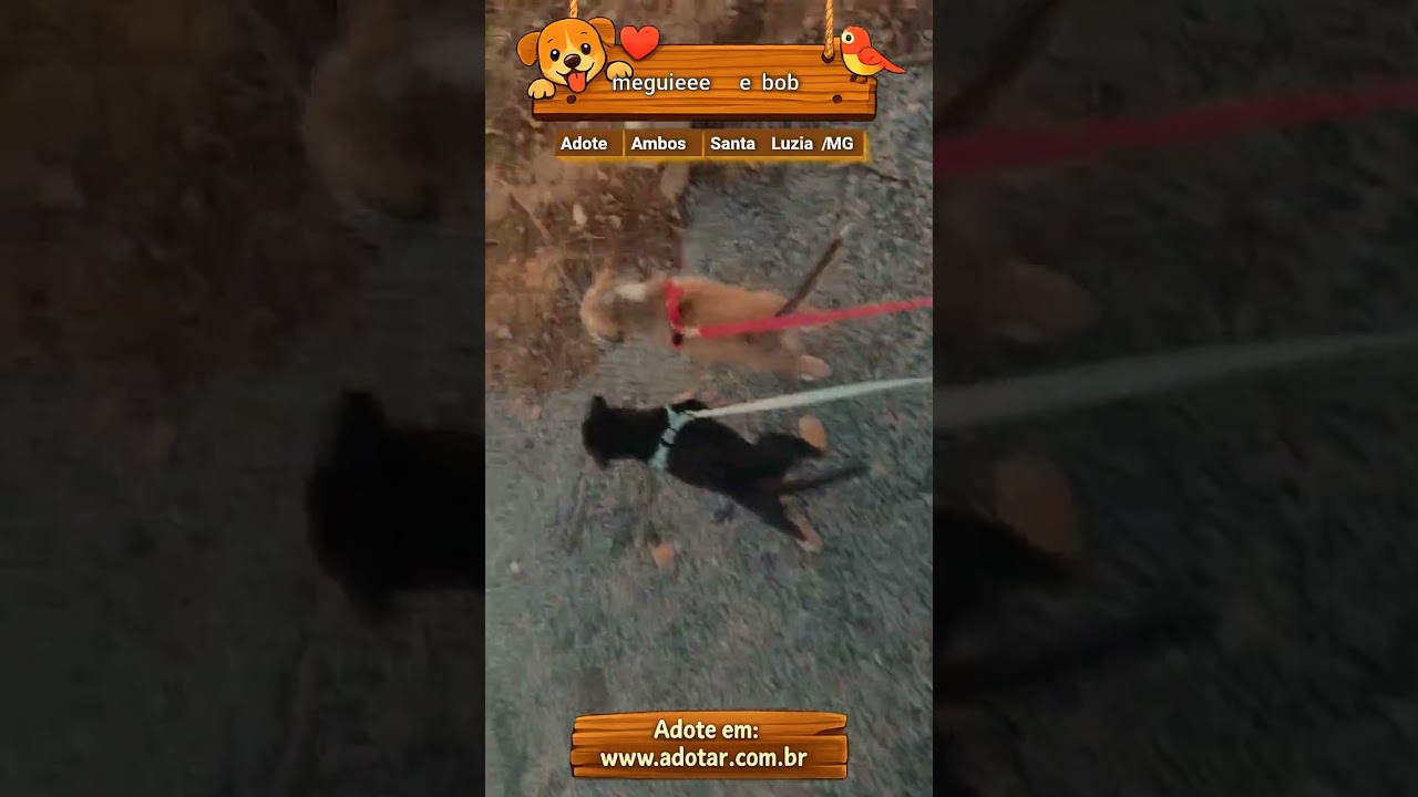 Cachorro raça SRD-ViraLata idade 2 a 6 meses nome meguieee e bob