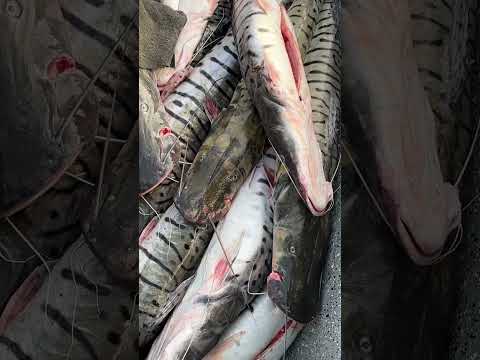 SUVIENDA DE PESCADO EN PUERTO BERRIO  #pesca