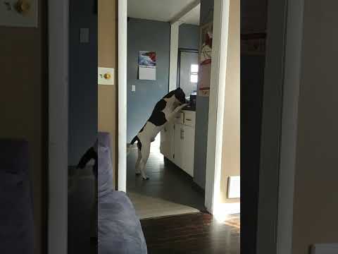 Rocky here's rooster for the first time it is like getting naked on Christmas