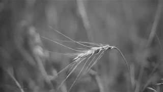 On Wheat