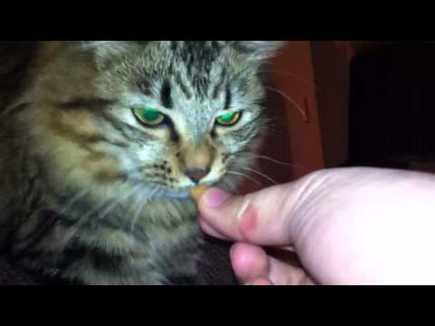 Cat does not chew his food