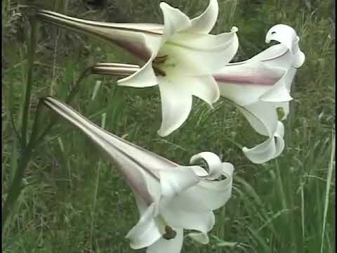 Zilda e Elias Azevedo - eu avisto uma terra feliz  (hinário Lar feliz 572)