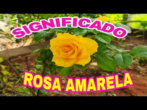 Vídeo: Rosa amarela: significado e ocasiões para dar