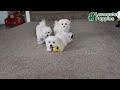 Maltese dogs for sale: Fritz EXTRA SMALL - Video 2