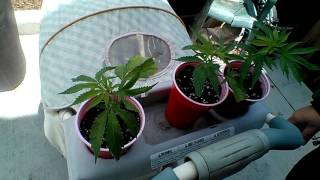 The babies in the stroller