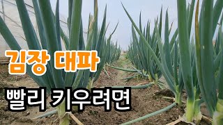 김장 대파 이렇게 했더니 짱짱하다