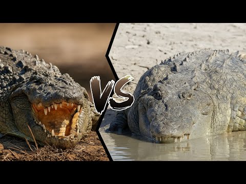 NILE CROCODILE VS SALTWATER CROCODILE - Who is the most powerful?