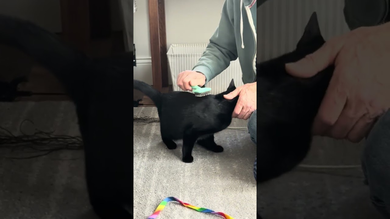 Enlarge Minnie, a Adoptable Domestic Short Hair in Sunnyvale, CA video 5/5