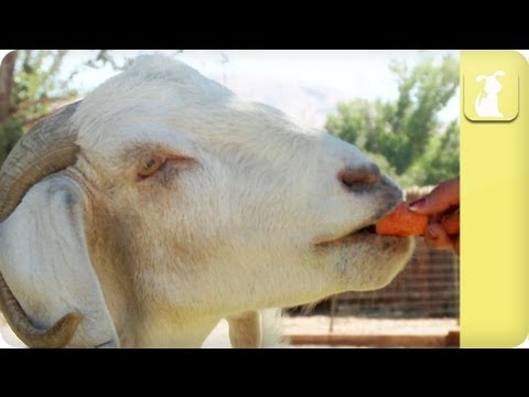 My Pet Goat - Environment